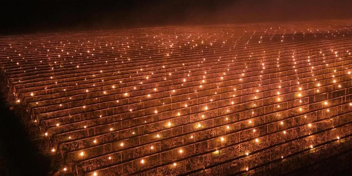 Fermieri din Cluj, gest disperat: Au ars 40.000 de euro ca să salveze cireșii