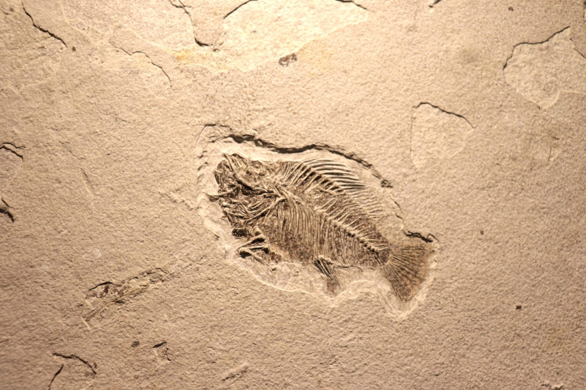 O descoperire arheologică de anvergură a adus în lumina reflectoarelor o imagine complet diferită asupra evoluției vieții pe Pământ