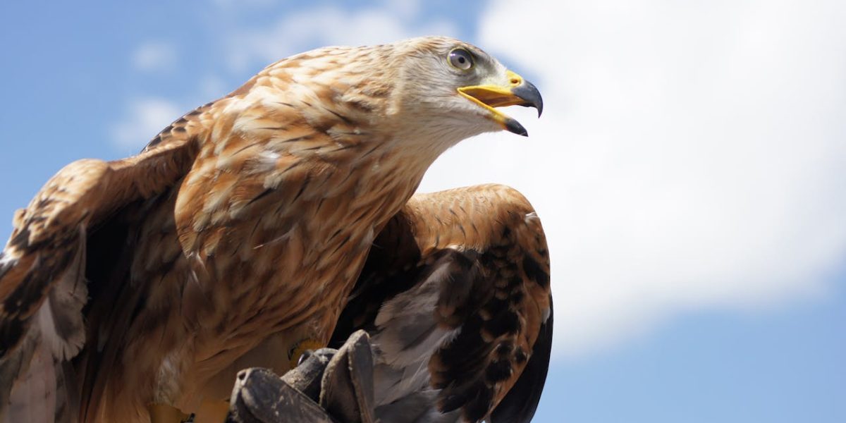 Vulturii Aurii, din nou deasupra Angliei, după 150 de ani