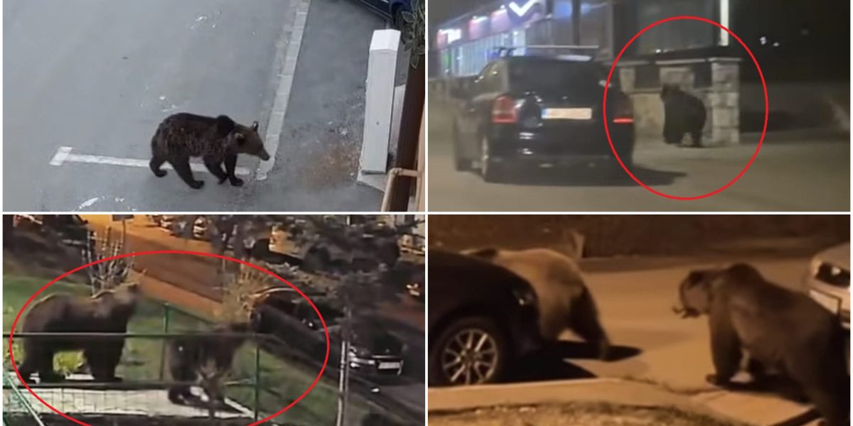 Urșii, coșmarul muntenilor: Revin seara pe străzi, în căutare de hrană