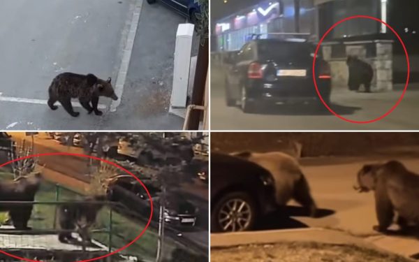 Urșii, coșmarul muntenilor: Revin seara pe străzi, în căutare de hrană