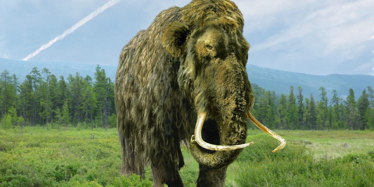 Misterul „mamutului” de muzeu: Ce animal ascundea, de fapt, exponatul?