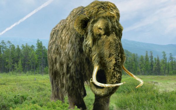 Misterul „mamutului” de muzeu: Ce animal ascundea, de fapt, exponatul?