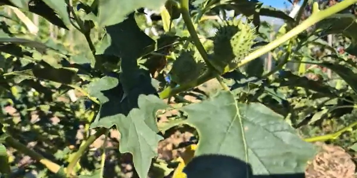 „Ciumăfaia” otrăvitoare invadează Irakul: Autoritățile, în alertă maximă