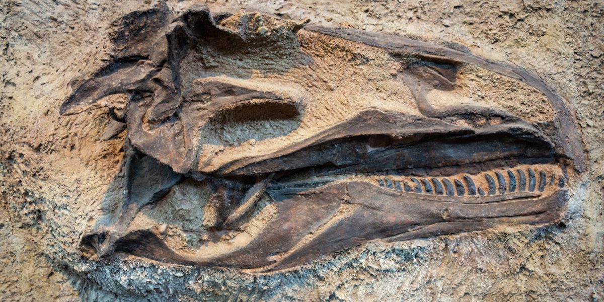 Molecule organice, găsite în fosile de dinozauri: o descoperire uluitoare!