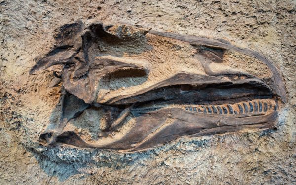 Molecule organice, găsite în fosile de dinozauri: o descoperire uluitoare!