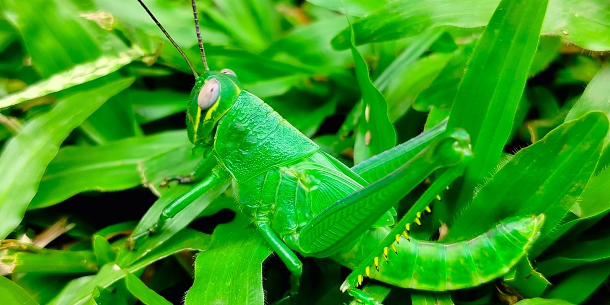 Insectele, ca și mamiferele: Cum își tratează rănile, dezvăluie un studiu
