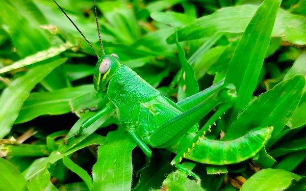 Insectele, ca și mamiferele: Cum își tratează rănile, dezvăluie un studiu