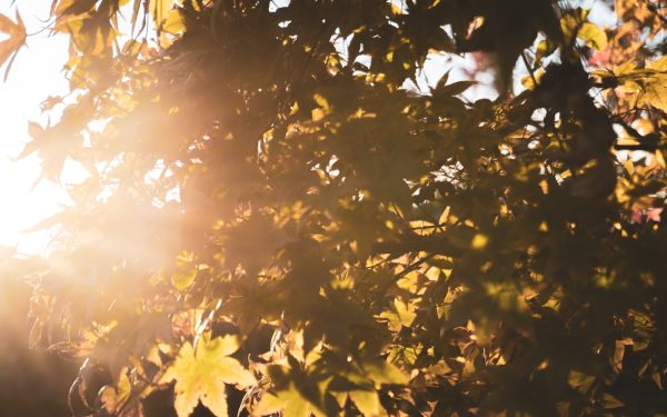 Vremea se schimbă: București, temperaturi normale după caniculă!
