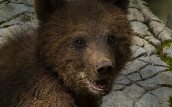 Urs împușcat la Brașov, după eutanasierea celui de miercuri