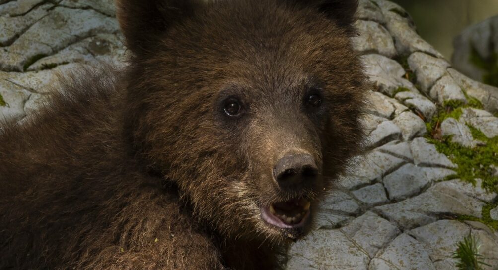 Urs împușcat la Brașov, după eutanasierea celui de miercuri