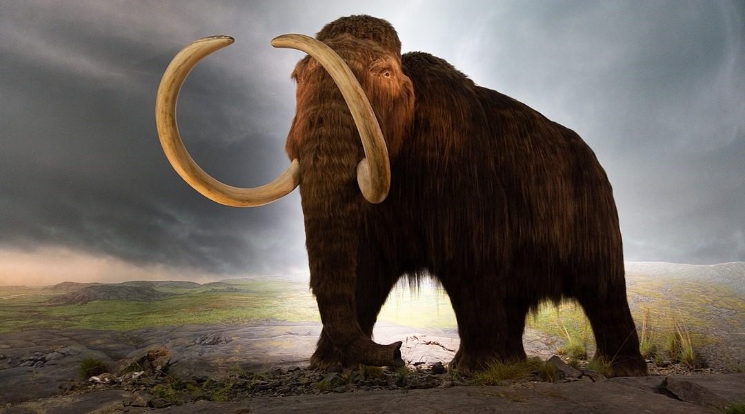 ADN Mamut Lânos, Găsit în Fecale de Veveriță de 700.000 de Ani