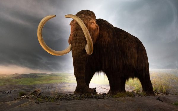 ADN Mamut Lânos, Găsit în Fecale de Veveriță de 700.000 de Ani