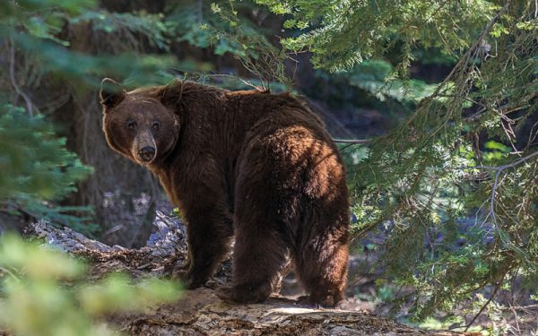 Urs atacă echipaj SMURD la Cașinu Nou | Animalul, împușcat