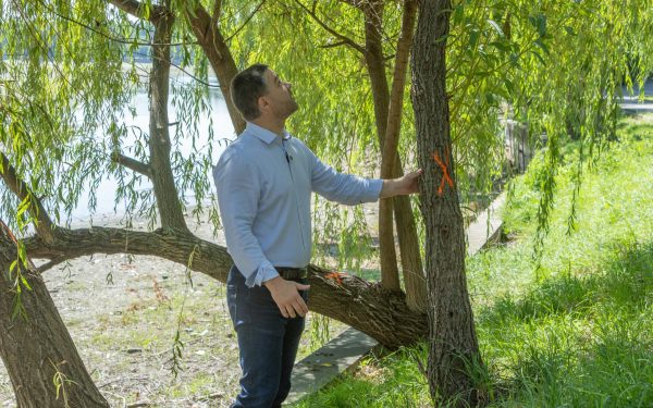 Herăstrău: Copacii de pe mal, sub lupa Primăriei