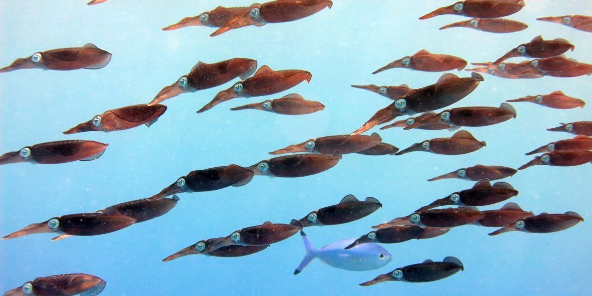 Oceanele noastre, în fierbințeală: August, record absolut de temperatură