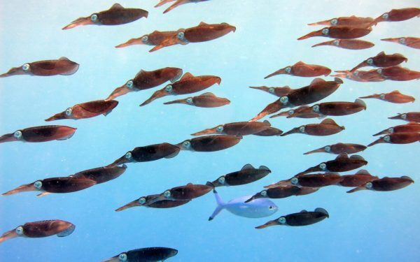 Oceanele noastre, în fierbințeală: August, record absolut de temperatură