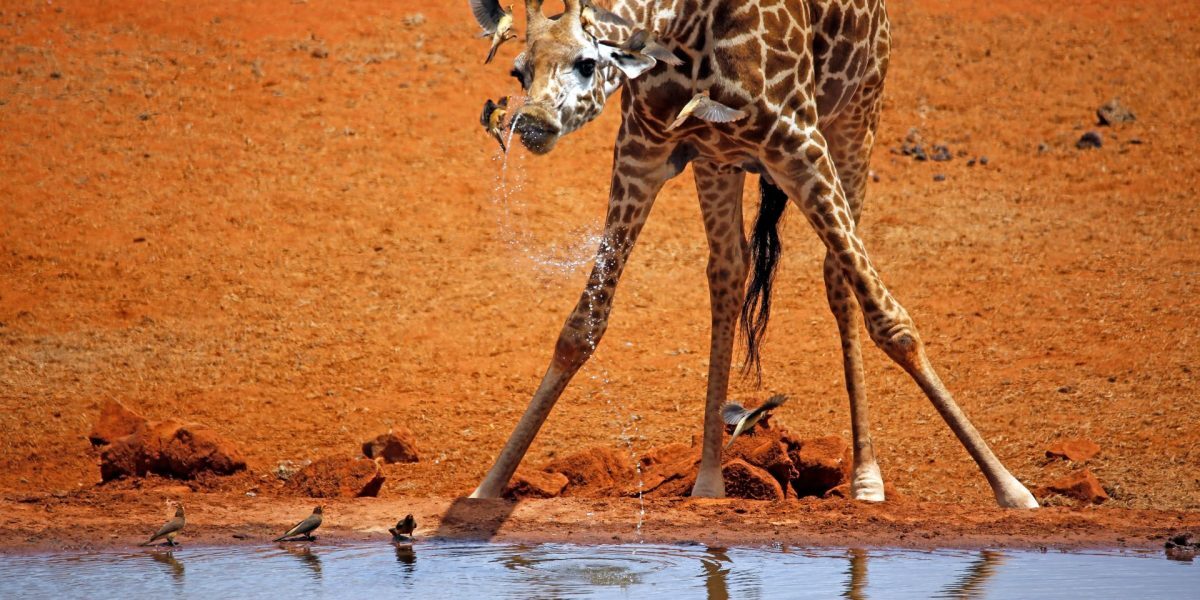 Girafe la naștere: Cât ajung puii din junglă