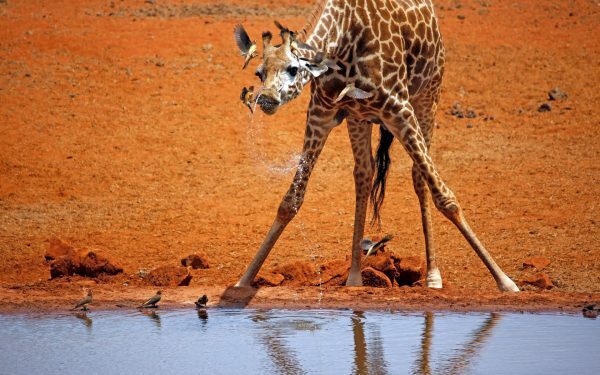 Girafe la naștere: Cât ajung puii din junglă