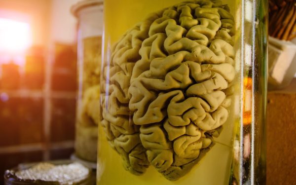 Creier vechi de 10.000 de ani: Secretele conservării sale uluitoare