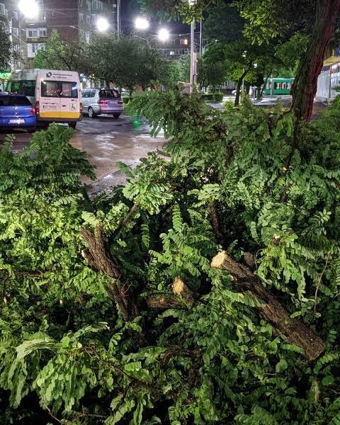 Copaci doborâți în Arad: Furtuna a distrus mașini