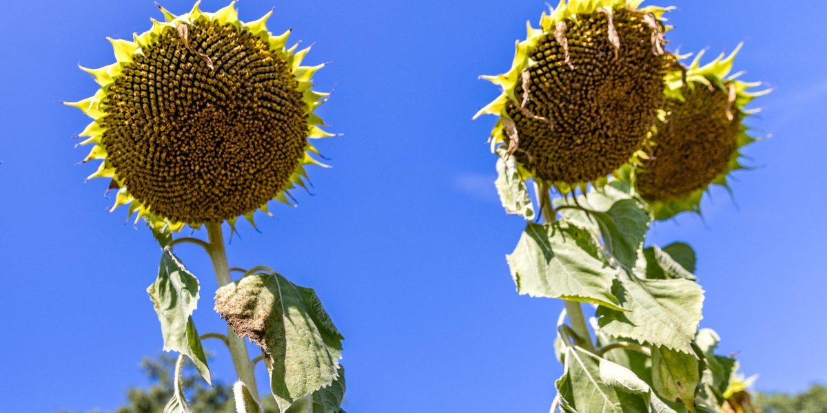 Prognoza weekend: Ce aduce vremea în România