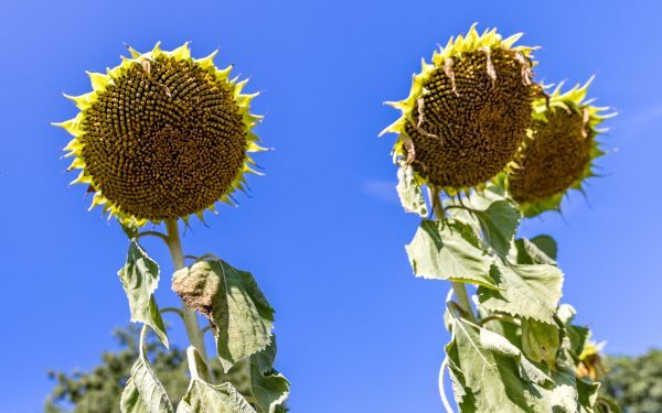 Prognoza weekend: Ce aduce vremea în România