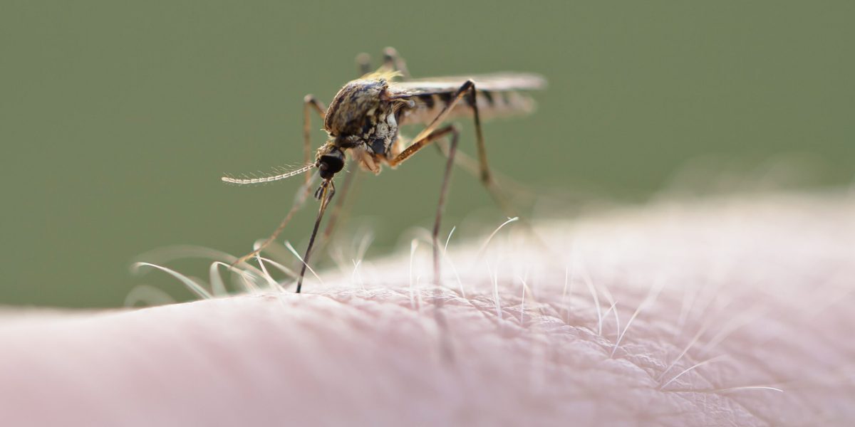 Virus West Nile lovește Europa: Ce se întâmplă în România