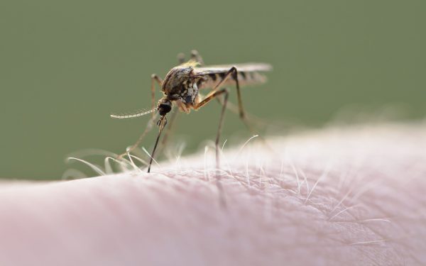 Virus West Nile lovește Europa: Ce se întâmplă în România
