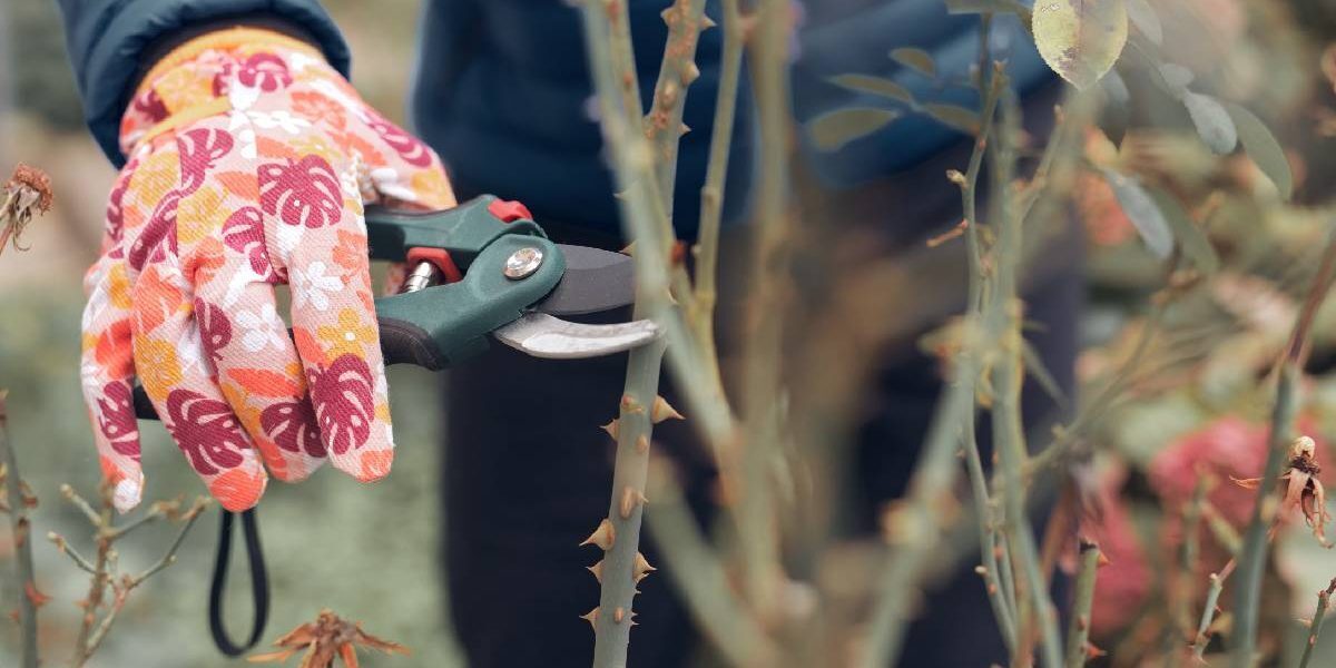 Florile și grădina: Salvează plantele de caniculă, pregătește toamna