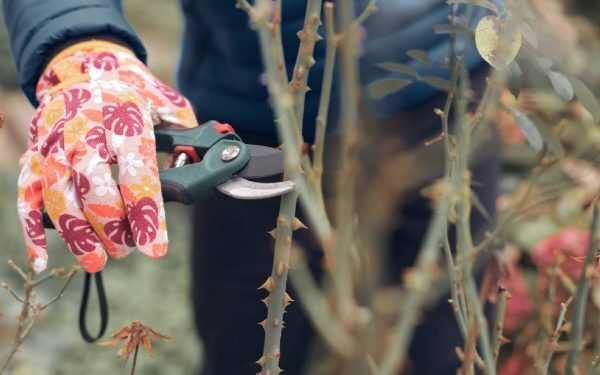 Florile și grădina: Salvează plantele de caniculă, pregătește toamna