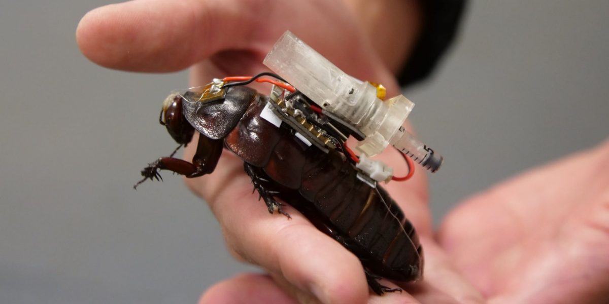 Gândaci-cyborg australieni, salvați victime sub dărâmături