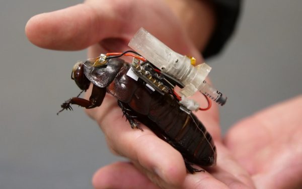 Gândaci-cyborg australieni, salvați victime sub dărâmături