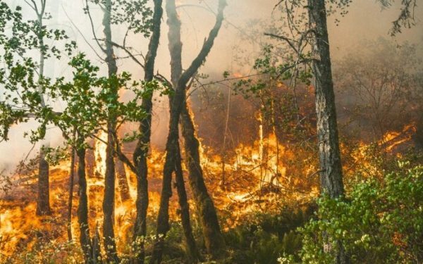Gândacul detectează focul: Senzor nou contra incendiilor