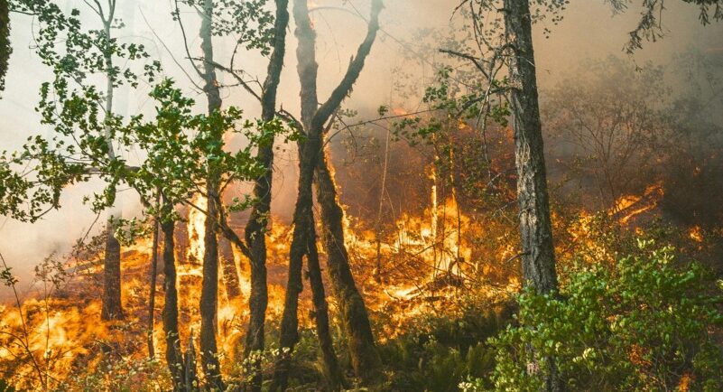 Gândacul detectează focul: Senzor nou contra incendiilor