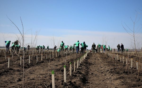 România, campioană la împăduriri: Depășite ținte PNRR pentru păduri