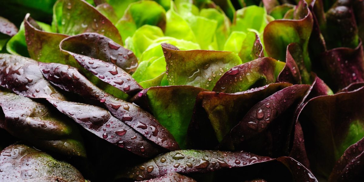 Proteină din carne, cultivată în salată: Inovație în agricultură