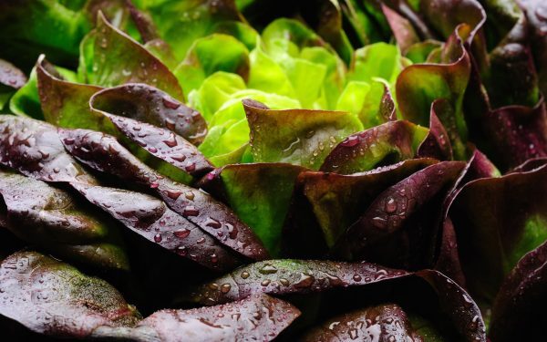 Proteină din carne, cultivată în salată: Inovație în agricultură