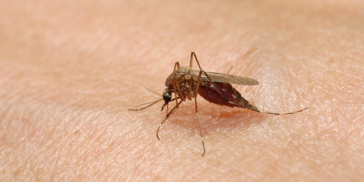 Grecia, lovită de West Nile: Cazuri dublate, 9 morți