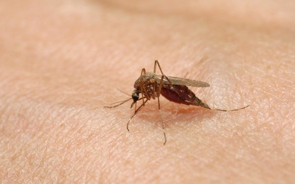 Grecia, lovită de West Nile: Cazuri dublate, 9 morți