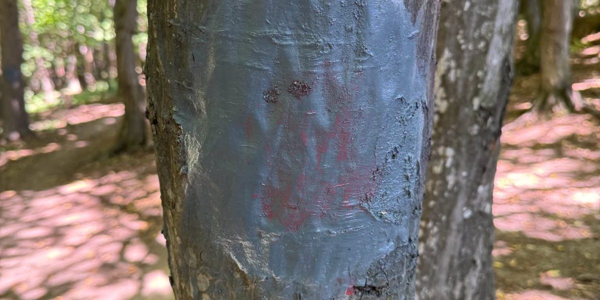 Cluj: Traseu pentru dizabili, vandalizat. Gest revoltător în pădure
