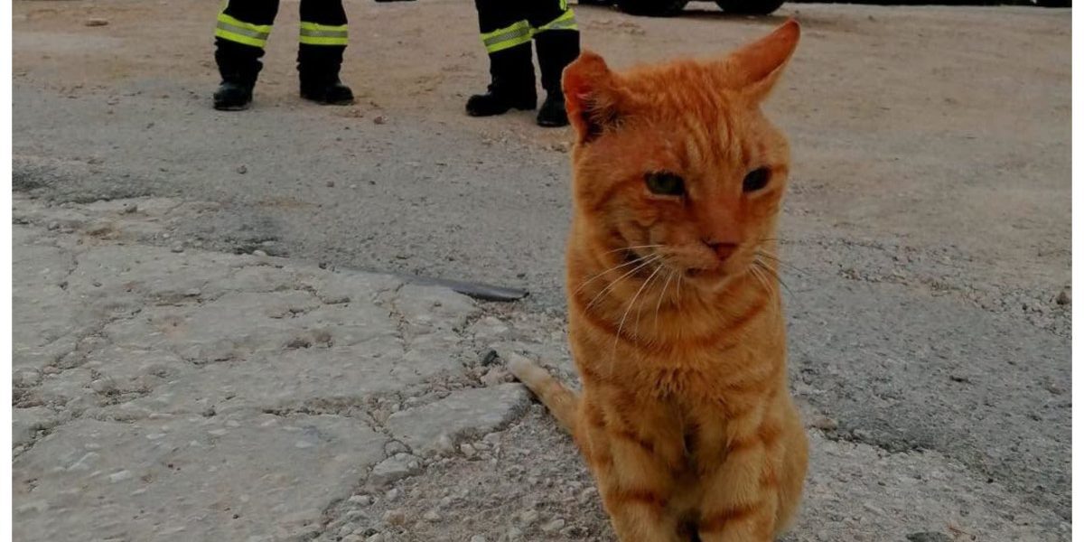 Garfield, motanul pompierilor din Grecia, a rămas în România