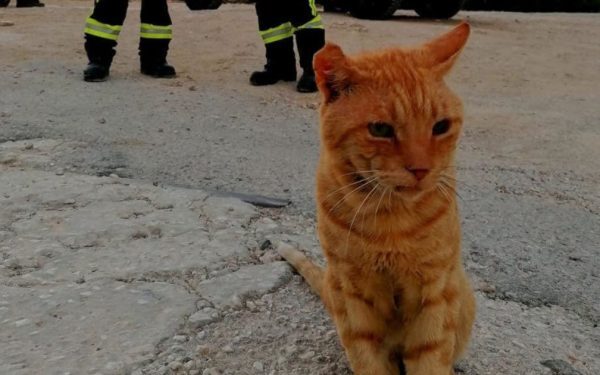 Garfield, motanul pompierilor din Grecia, a rămas în România