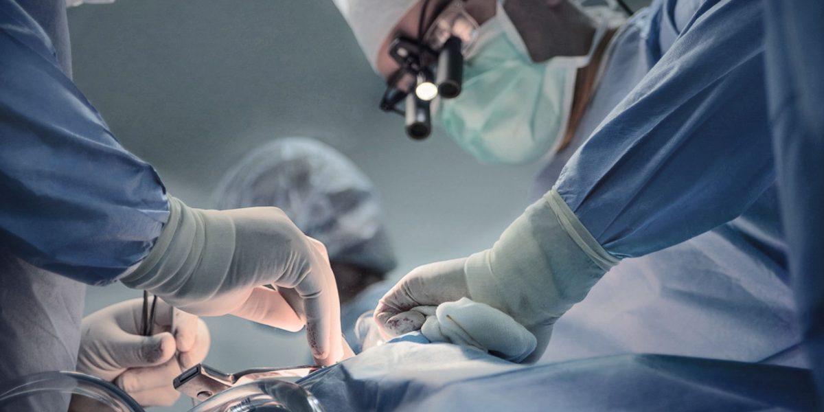 Rinichi de porc: performanță medicală uimitoare, aproape nouă luni