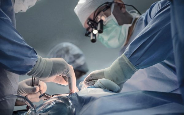 Rinichi de porc: performanță medicală uimitoare, aproape nouă luni