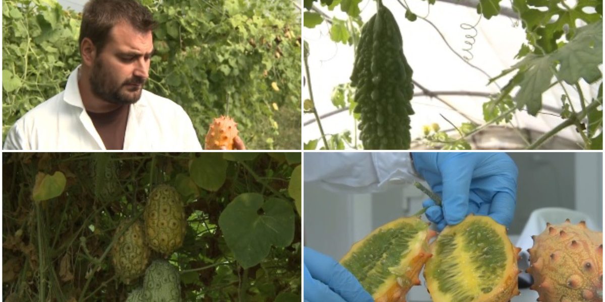 Kiwano, fructul-minune din Africa, crește la Buzău. Cât costă