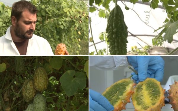 Kiwano, fructul-minune din Africa, crește la Buzău. Cât costă