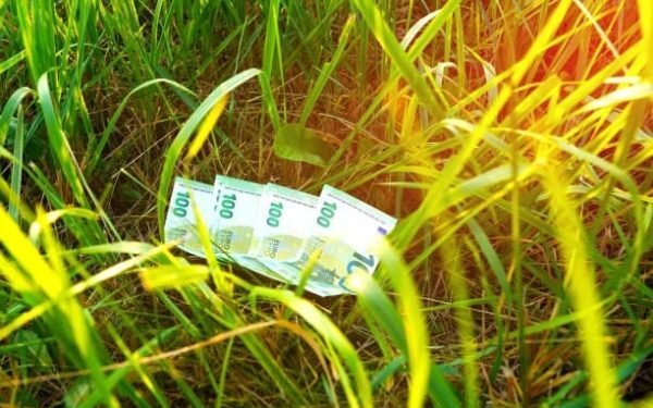 Hectarul de AUR: 60.000 euro profit din un singur lot