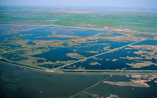 Dezastru ecologic în SUA: paradisul păsărilor, distrus. Ce s-a întâmplat
